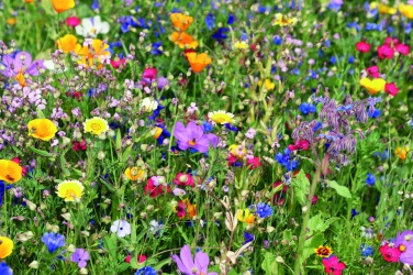 Logotrade promotional giveaway image of: Mix flowerseeds disc