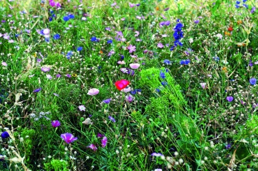 Logotrade promotional gift picture of: Flowers mix seeds in envelope