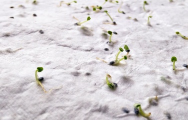 Logotrade corporate gift picture of: A5 wildflower seed paper sheet