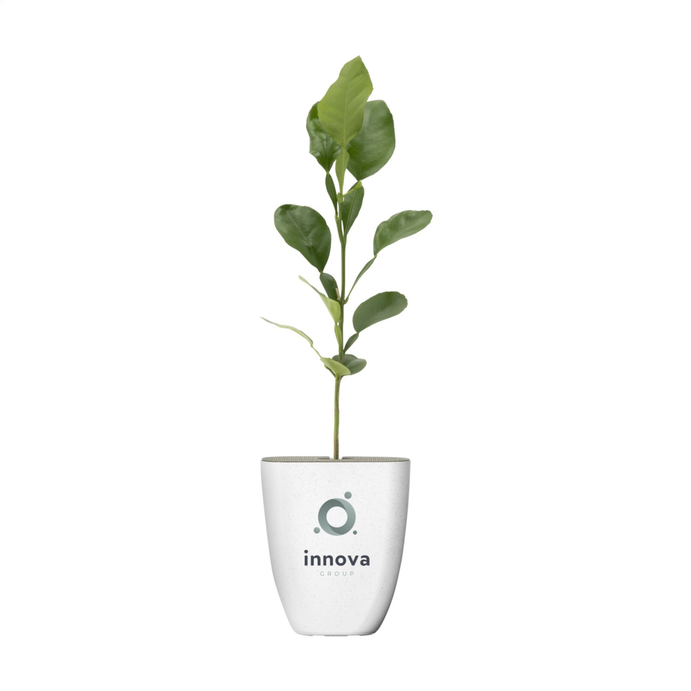 Logo trade advertising products image of: Treemore Letterbox Trees Kaffir Lemon