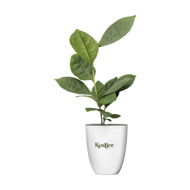 Logo trade advertising products picture of: Treemore Letterbox Trees Tea plant