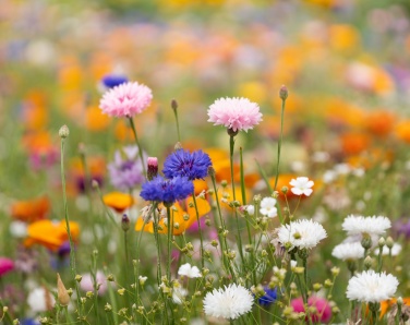 Logotrade profilreklam bild: A4-ark fröpapper vildblommor